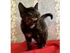 Kitkat, Domestic Shorthair For Adoption In Fayetteville, North Carolina