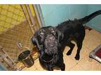 Rufus, Labrador Retriever For Adoption In Matawan, New Jersey