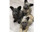 Skye Terrier Puppy for sale in Cherry Hill, NJ, USA