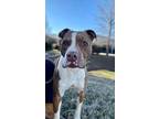 Gazer, American Staffordshire Terrier For Adoption In White Plains, New York