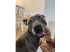 Moana, American Pit Bull Terrier For Adoption In Fort Worth, Texas