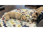 Belinda, American Pit Bull Terrier For Adoption In Fort Worth, Texas