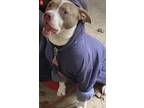Johnny, American Pit Bull Terrier For Adoption In Fort Worth, Texas