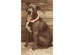 Marluna, American Pit Bull Terrier For Adoption In Fort Worth, Texas