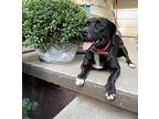 Pandora, American Pit Bull Terrier For Adoption In Effingham, Illinois