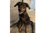 Garbanzo, Doberman Pinscher For Adoption In Fort Worth, Texas