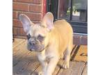 French Bulldog Puppy for sale in Decatur, IL, USA