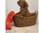 Vizsla Puppy for sale in South Sioux City, NE, USA