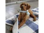 Golden Retriever Puppy for sale in Ashland, OH, USA