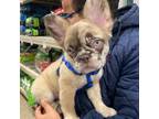 French Bulldog Puppy for sale in New Haven, CT, USA