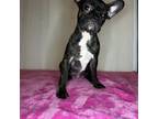 Mutt Puppy for sale in Pico Rivera, CA, USA