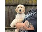 Goldendoodle Puppy for sale in Sacramento, CA, USA