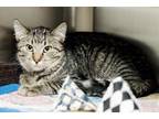 Adopt EDNA a Domestic Short Hair