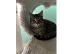 Adopt Christmas a Domestic Short Hair