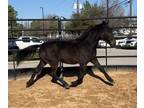 Adopt Yoyo a Quarterhorse