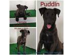 Adopt Puddin a Mixed Breed