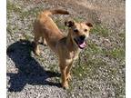 Adopt Jemma a Mixed Breed