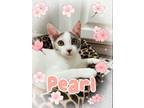 Adopt Pearl a Dilute Calico