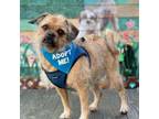 Adopt Lolita a Border Terrier, Pug