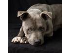 Adopt Mayzie a American Staffordshire Terrier