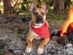 Adopt LUCY a American Staffordshire Terrier