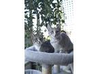 Adopt Pebbles and Peaches a Tabby, Domestic Short Hair