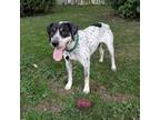 Adopt Opal a White - with Tan, Yellow or Fawn Mixed Breed (Medium) / Pointer /