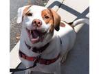 Adopt Henny a White Mixed Breed (Medium) / Mixed dog in Williamsburg