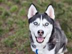 Adopt NYLA a Siberian Husky