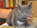 Adopt 27971865 a Gray or Blue Domestic Shorthair / Domestic Shorthair / Mixed