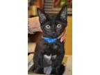 Adopt 27971789 a All Black Domestic Shorthair / Domestic Shorthair / Mixed cat