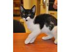 Adopt 27972537 a All Black Domestic Shorthair / Domestic Shorthair / Mixed cat