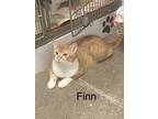Adopt Finn a Orange or Red Domestic Shorthair / Domestic Shorthair / Mixed cat