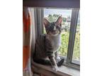 Adopt Hampton a Gray or Blue Domestic Shorthair / Domestic Shorthair / Mixed cat