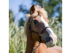 Adopt Meadow a Haflinger / Grade / Mixed horse in Quakertown, PA (38305650)