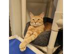 Adopt Simba a Orange or Red Domestic Shorthair / Mixed cat in Waldorf