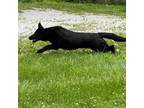 Adopt Sasha a Black German Shepherd Dog dog in Liberty, MO (38320333)