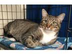 Adopt Emma & Lola a Tabby