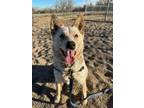 Adopt Ava a Australian Cattle Dog / Blue Heeler