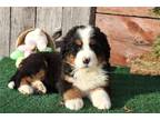 Bernese Mountain Dog Puppy for sale in Battle Creek, MI, USA