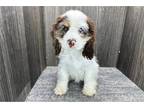 Cocker Spaniel Puppy for sale in Fort Wayne, IN, USA