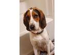 Adopt Willow a Treeing Walker Coonhound