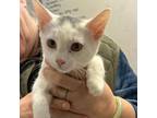 Adopt Minnow - loves people, sweet, playful a Domestic Short Hair