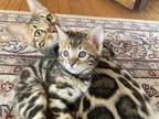 2 Female Bengal Kittens