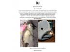 Adopt DJ (FCID# 01/15/2024 - 22 Brandywine PetSmart) C a Tabby