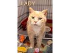 Adopt Lady (FCID# 01/31/2024 - 21 Trainer) DC a Tabby, Tuxedo