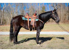 Family, Youth, and Beginner Friendly Black Quarter Horse Gelding