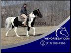 Tobiano Tennessee Walking Gelding - Available on [url removed]