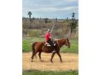 Perfect Trail Horse