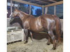 Quater Horse Broomare 4 sale